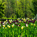 Tulips in a field of green by lesip