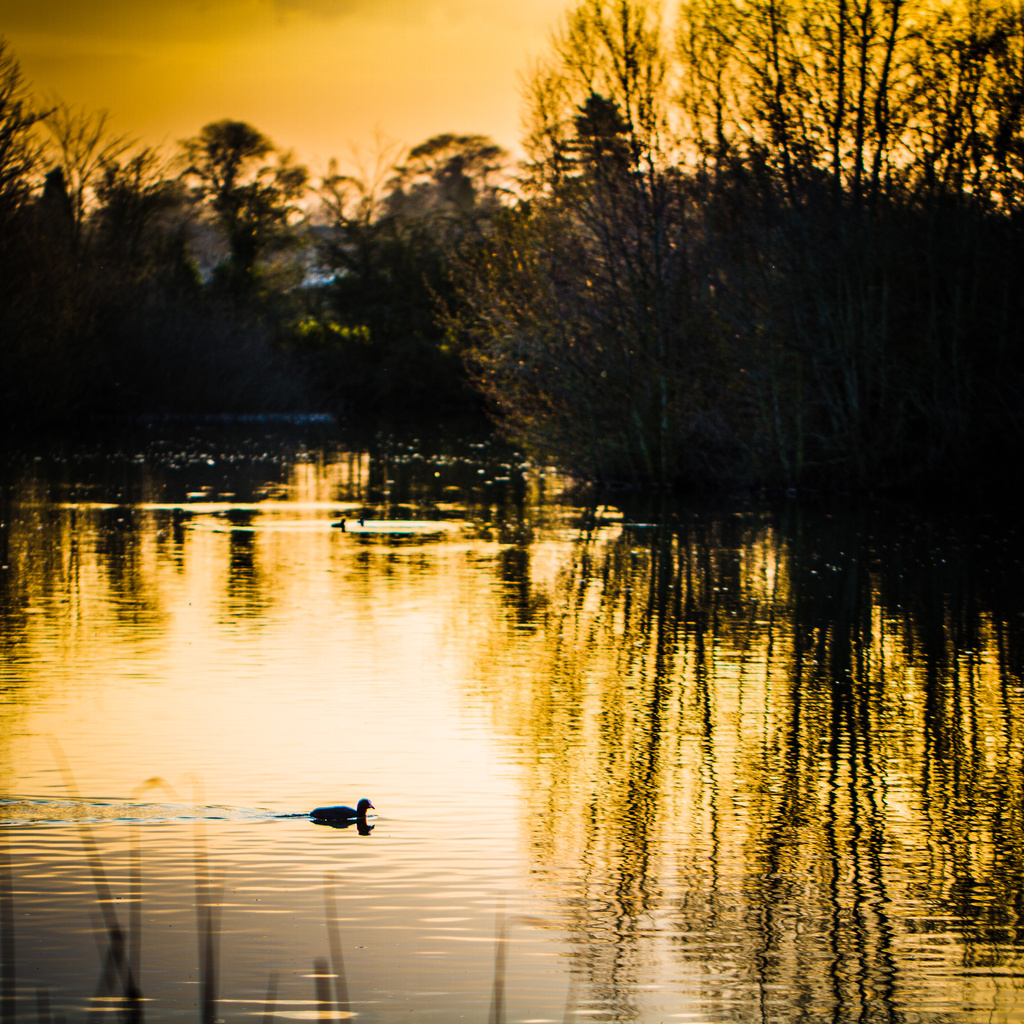 Day 111 - Moorhen in the Sunset by snaggy