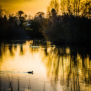 21st Apr 2013 - Day 111 - Moorhen in the Sunset