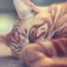 sleepy kitty by pocketmouse