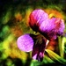 Textured Flower by digitalrn