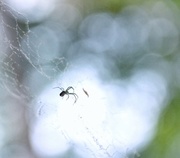 21st Apr 2013 - Itsy bitsy spider