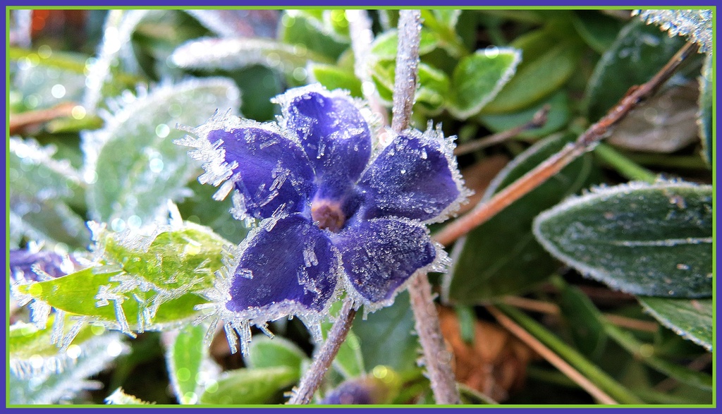 Frosty Myrtle by juliedduncan