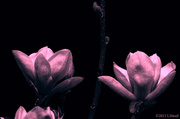 18th Apr 2013 - Split Tone Magnolia