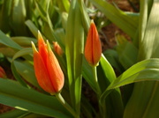 18th Apr 2013 - Tulips