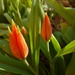 Tulips by gabis