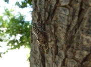 20th Apr 2013 - Cicada