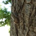 Cicada by gabis