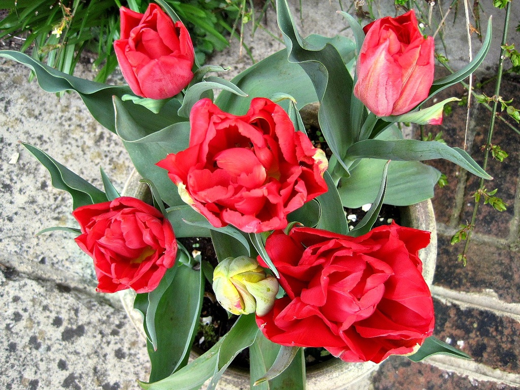 'earth': red tulips in a pot by quietpurplehaze