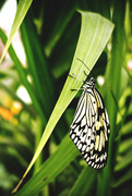 20th Apr 2013 - Day 110 - Sensational Butterflies