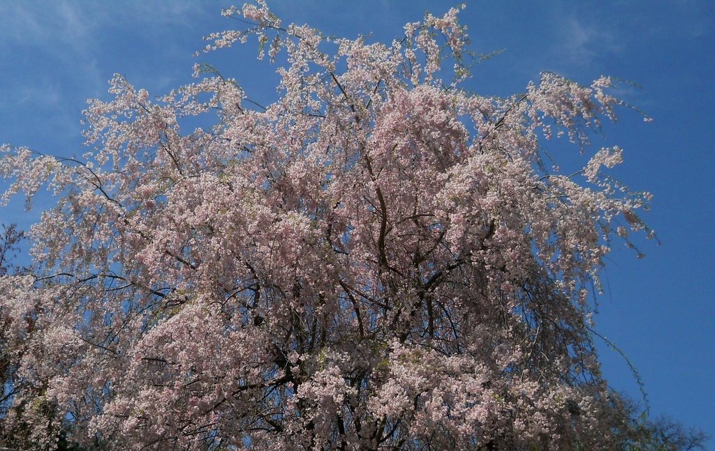 Weeping cherry tree by mittens