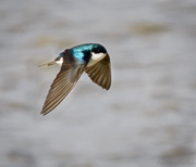 22nd Apr 2013 - Swallow In Flight 