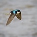 Swallow In Flight  by jgpittenger