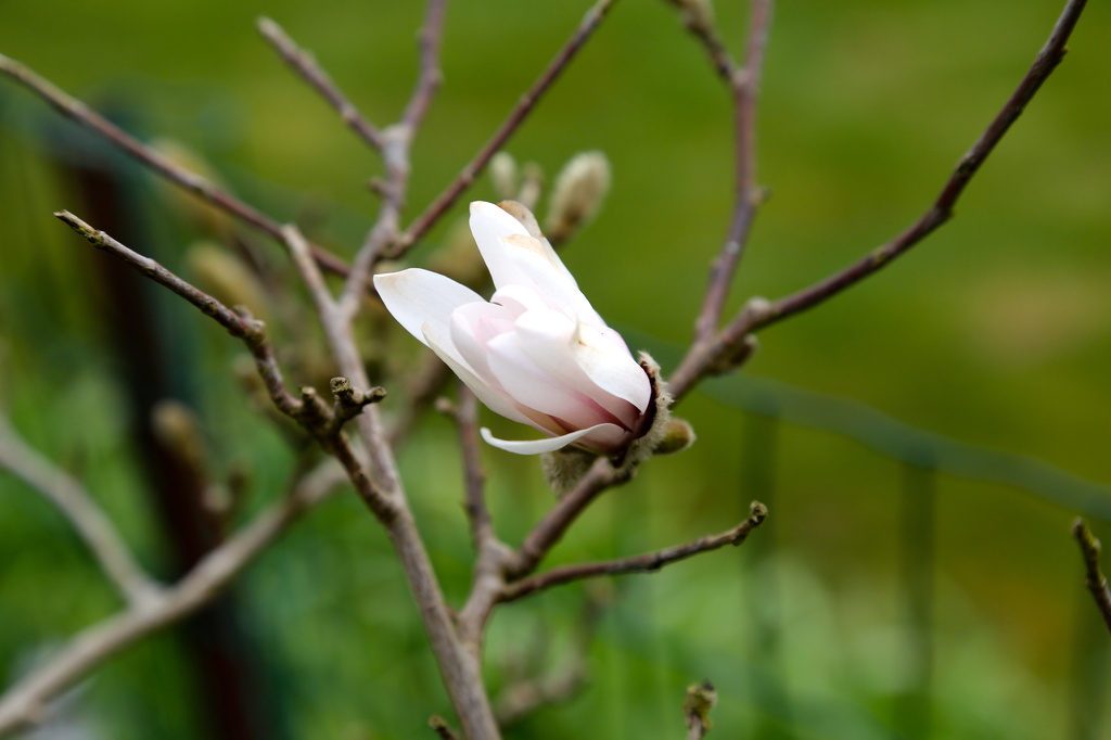 White magnolia by padlock