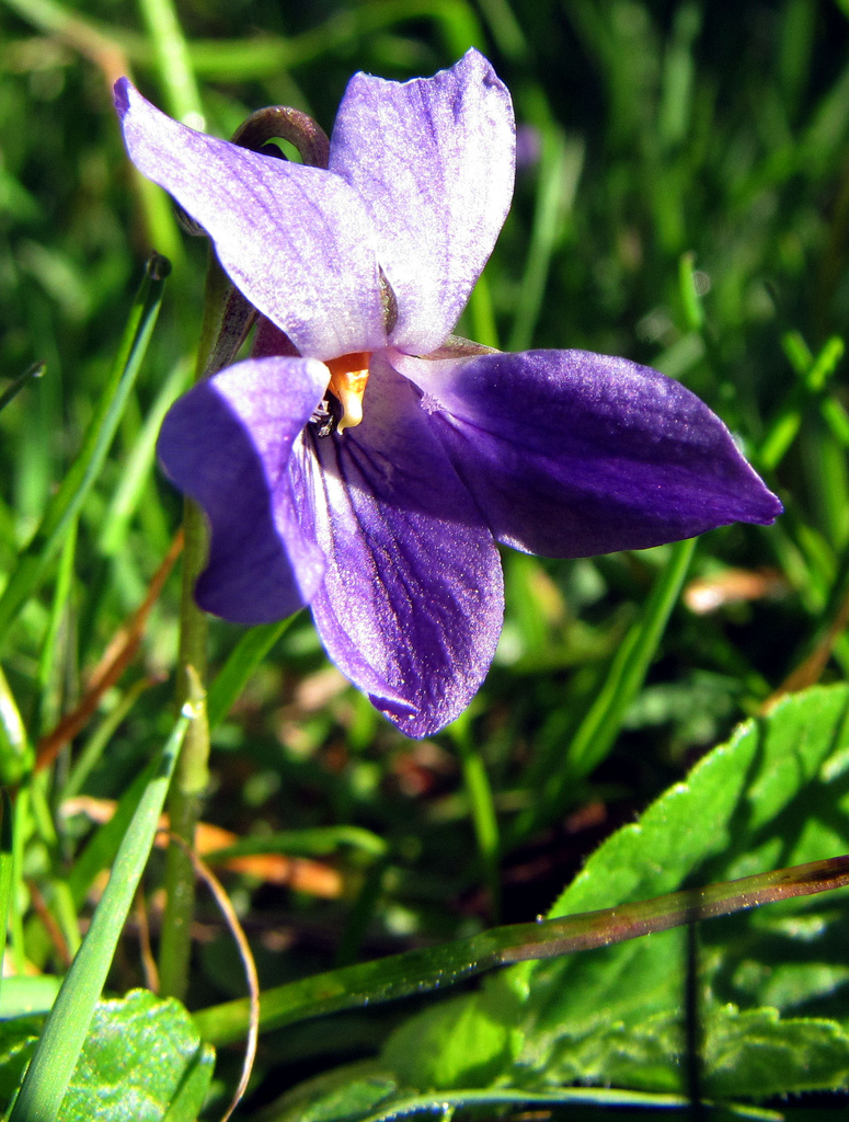 wild violets by itsonlyart