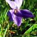 wild violets by itsonlyart