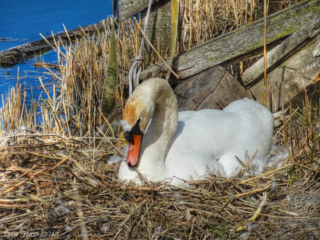 Nesting Swan by lynne5477