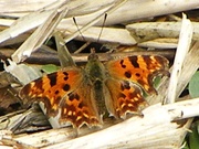 15th Apr 2013 - Comma Butterfly