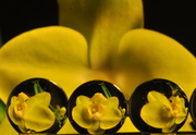 23rd Apr 2013 - Orchid Clones