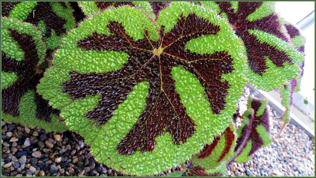 Iron Cross Plant by juliedduncan