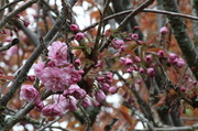 21st Apr 2013 - Cherry blossoms