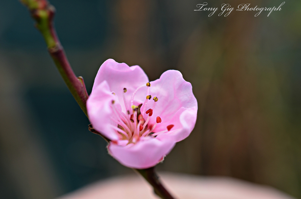 Peach Flower  by tonygig