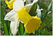 23rd Apr 2013 - Dewy Daffodil