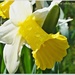 Dewy Daffodil by carolmw