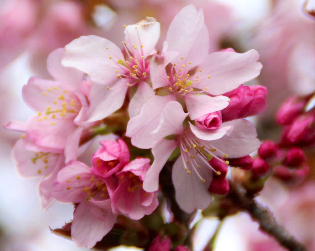 At last Cherry Blossom by craftymeg