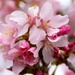 At last Cherry Blossom by craftymeg