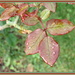 Rose leaves by kiwiflora