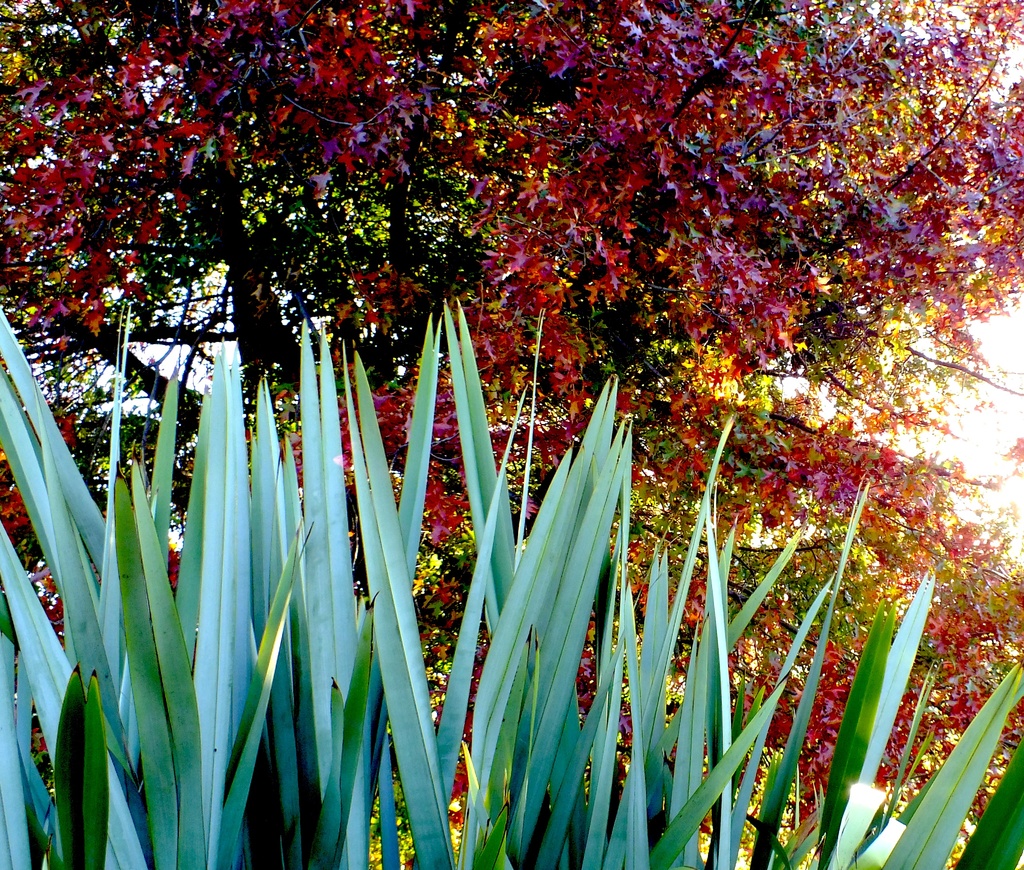 Evergreen Autumn by kiwinanna
