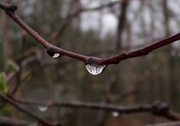 23rd Apr 2013 - Rain Drops