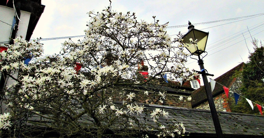 star magnolia and patriotic bunting at a pub in Arundel by quietpurplehaze