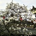 star magnolia and patriotic bunting at a pub in Arundel by quietpurplehaze