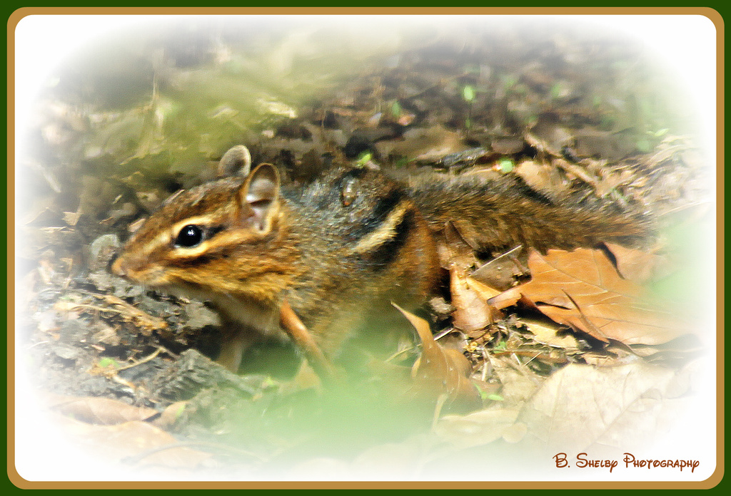 Chipmonk on the move by vernabeth