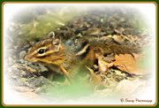 23rd Apr 2013 - Chipmonk on the move