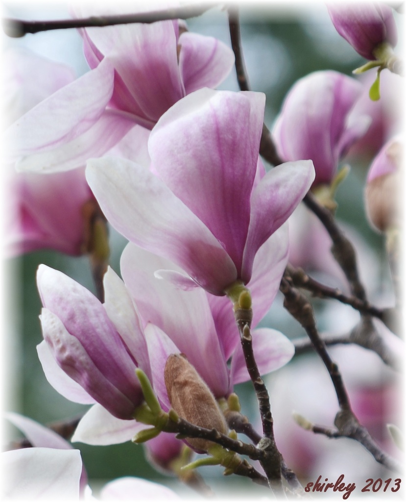 magnolias in spring by mjmaven