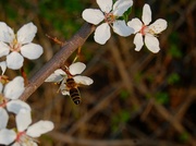 23rd Apr 2013 - If the bee disappears off the surface of the globe, then man would only have four years of life left.