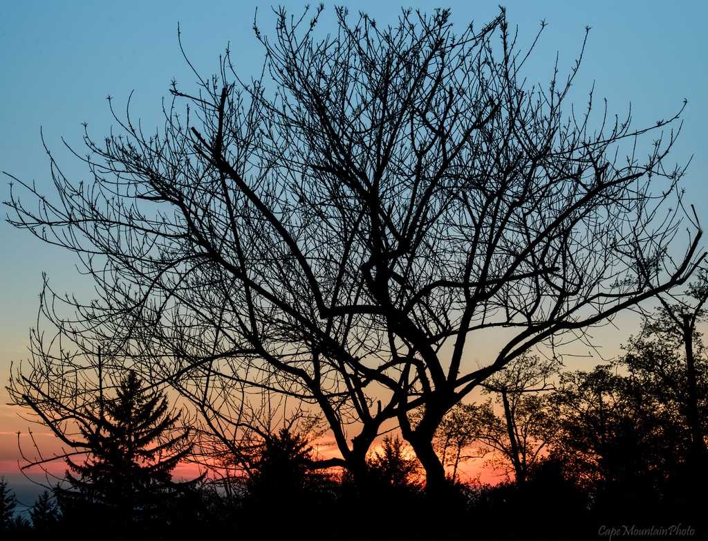 Tree Silhouette At Sunset by jgpittenger
