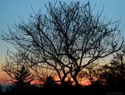 23rd Apr 2013 - Tree Silhouette At Sunset
