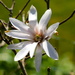 White Magnolia in bloom by padlock