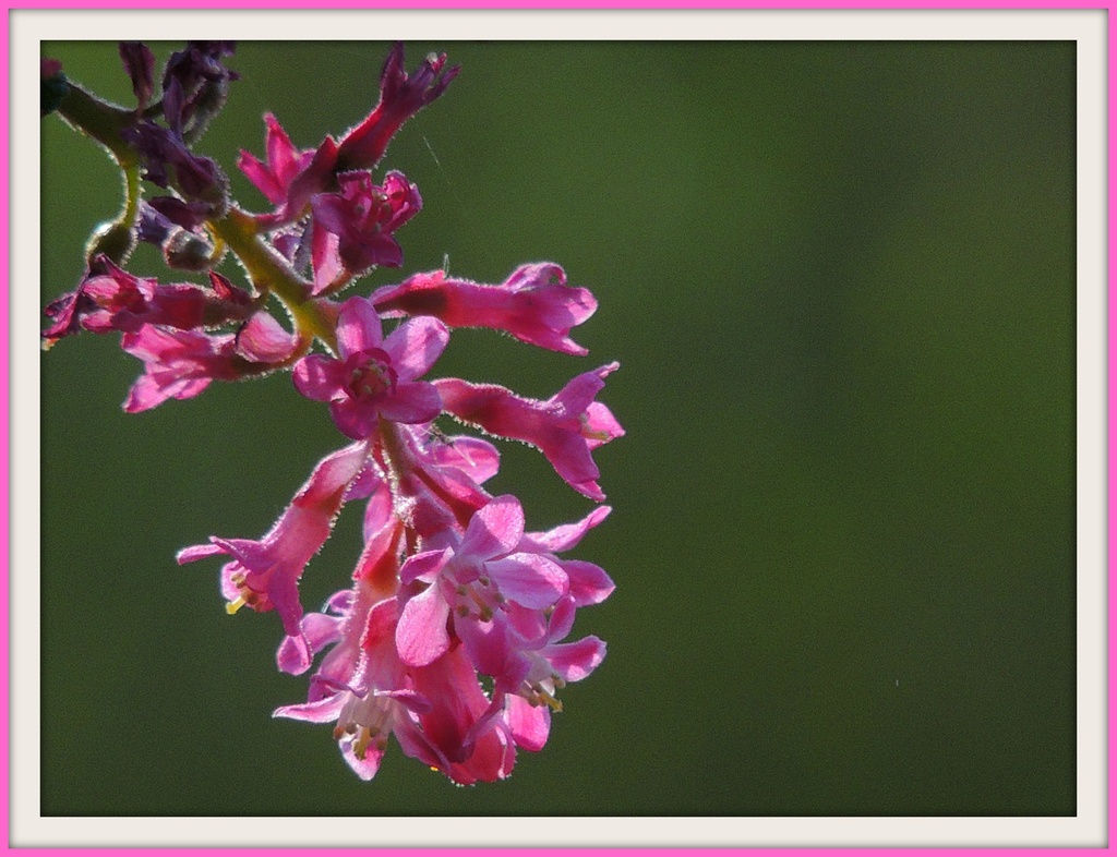 Flowering currant by rosiekind