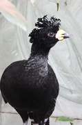 17th Apr 2013 - Black bird