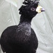 Black bird by mariadarby