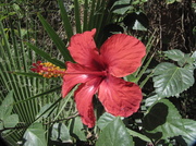 22nd Apr 2013 - Hibiscus