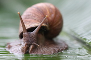 19th Apr 2013 - Giant African Land snail - yuk!