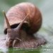 Giant African Land snail - yuk! by mariadarby