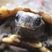  Home's Hingeback tortoise by mariadarby