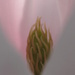 magnolia  by mariadarby